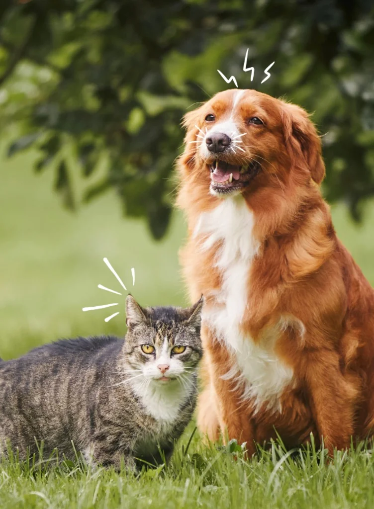 Dog and cat outdoors