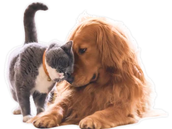 Cat and dog together