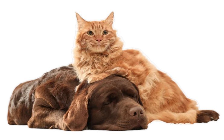 Cat resting on a dog