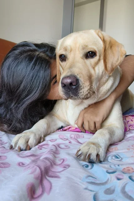 Owner kissing their labrador