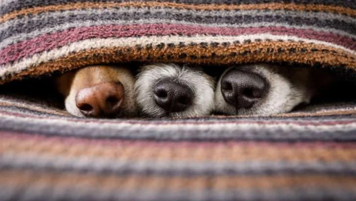 Dogs under a cozy blanket
