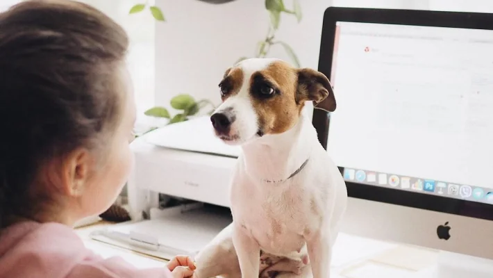 Dog at the desk