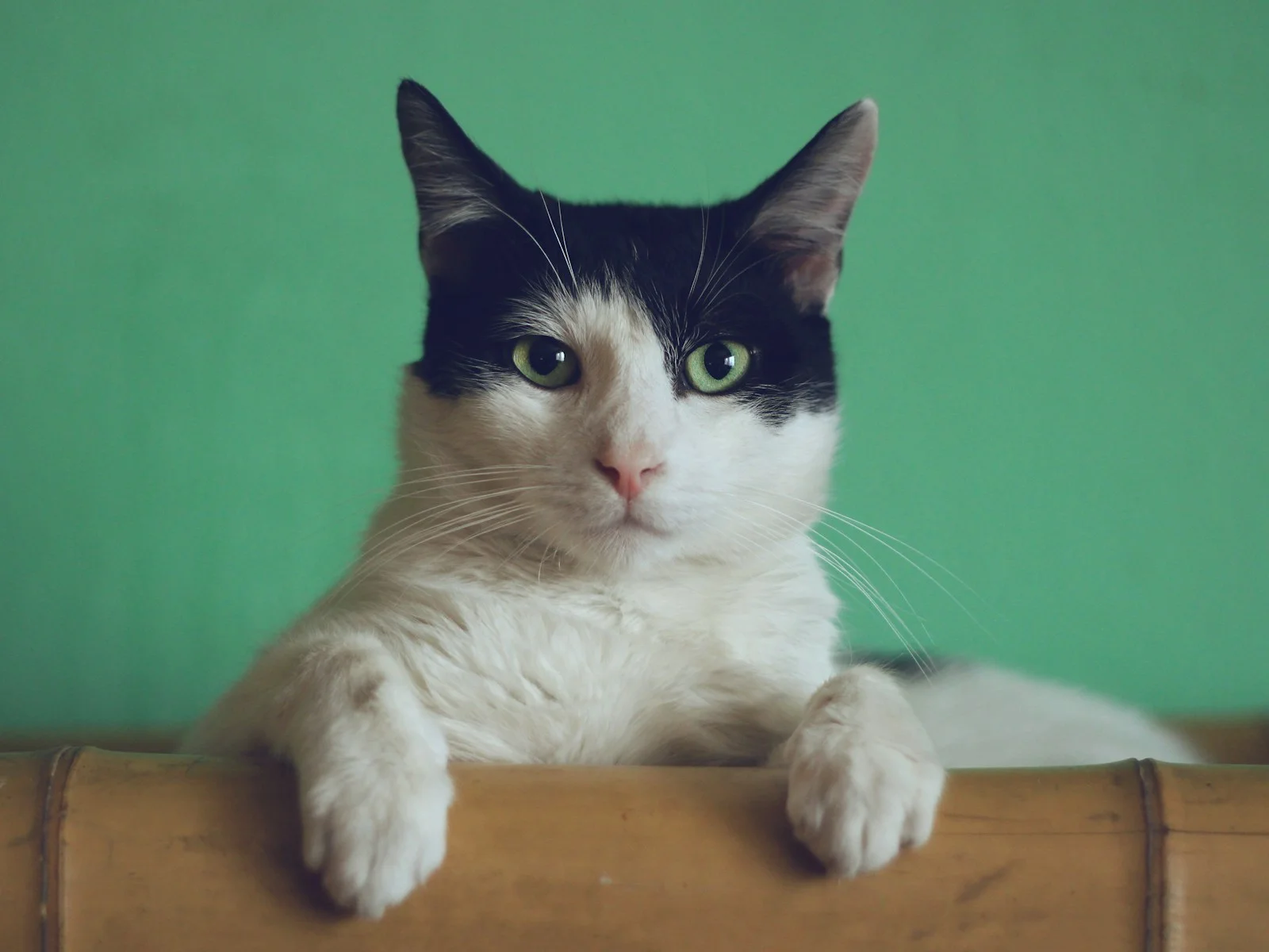 Cat companion representing Indian cat households