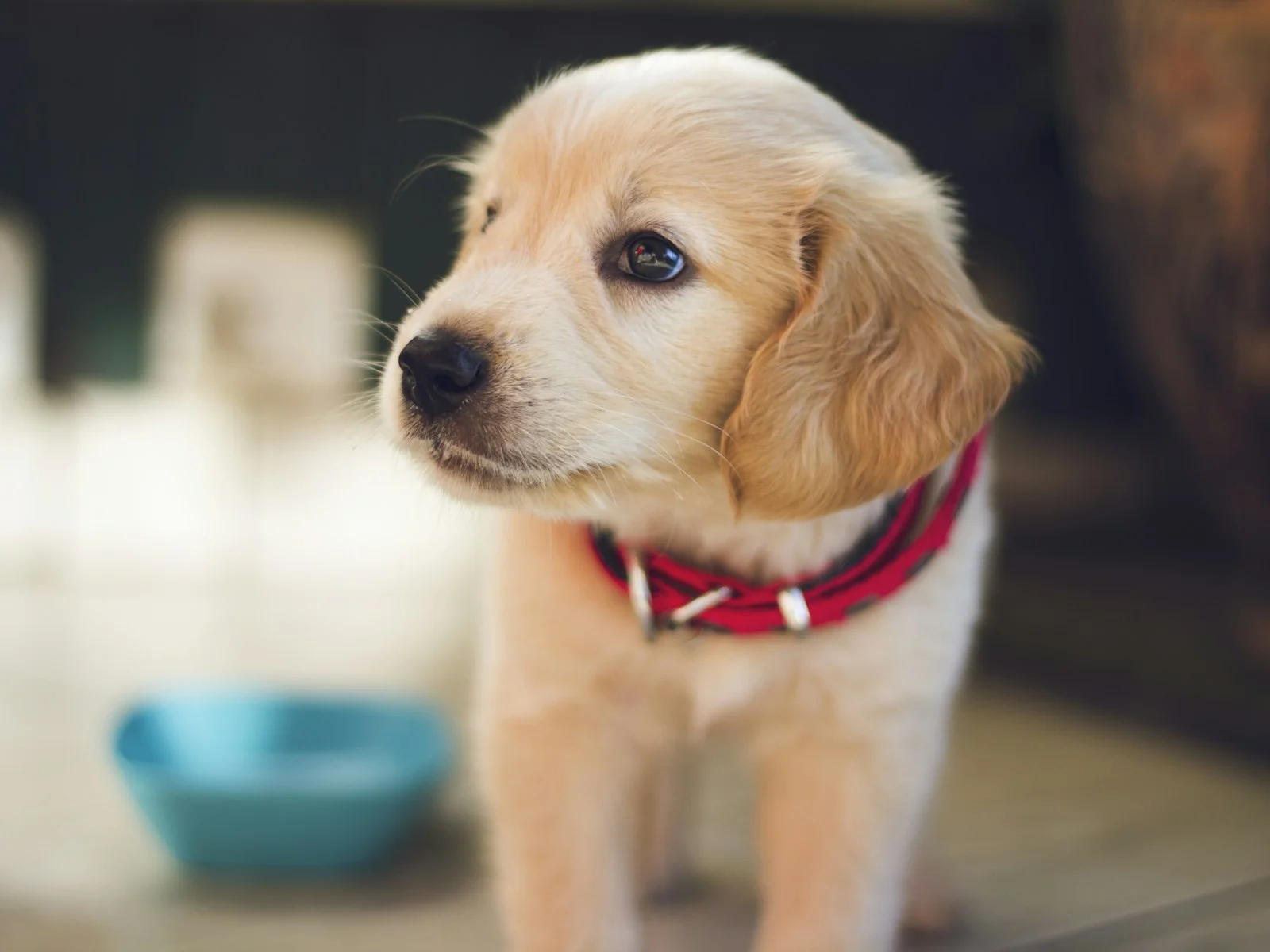 Dog companion representing pet families in Alappuzha
