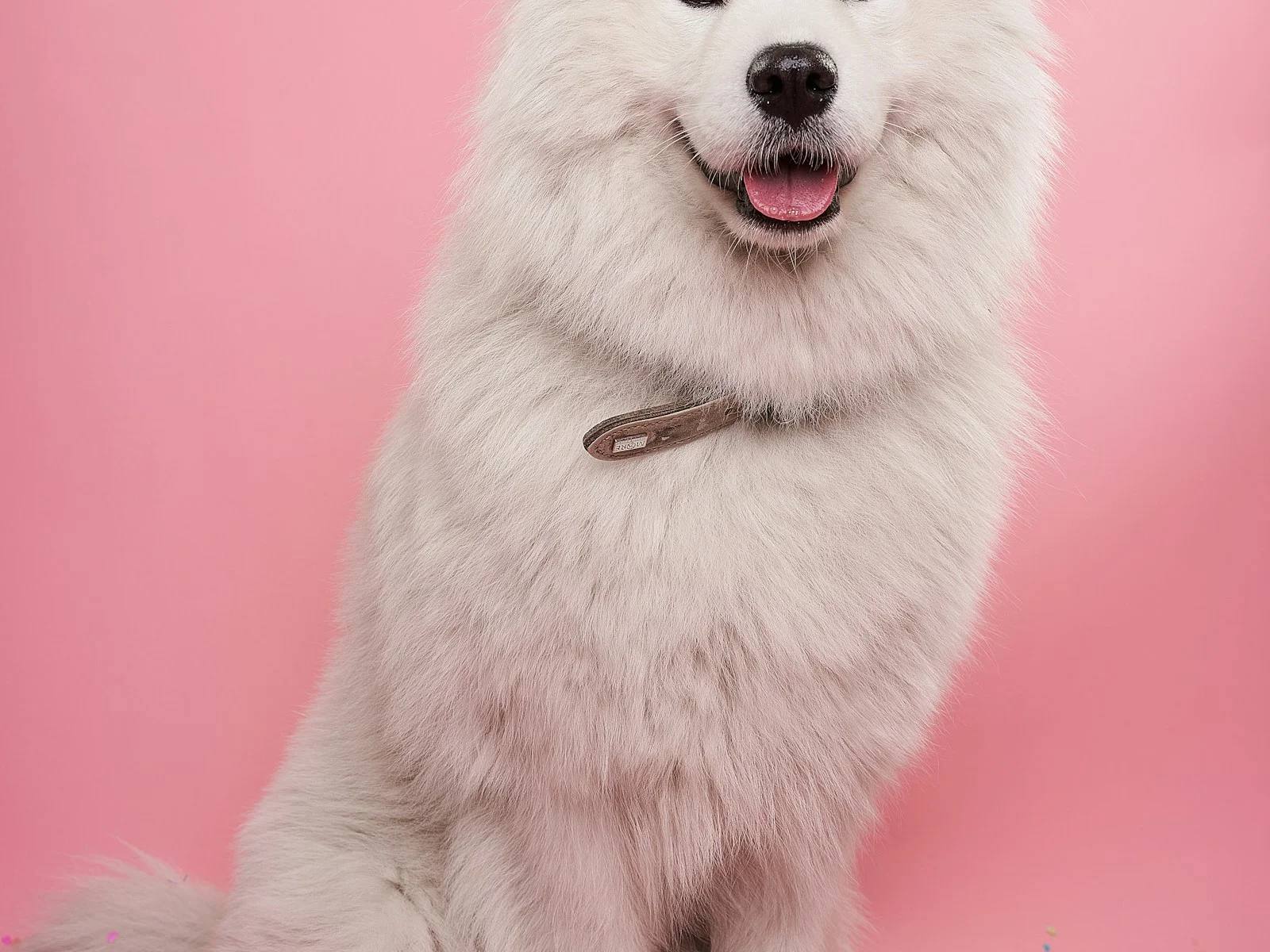 Dog companion representing pet families in Ambala