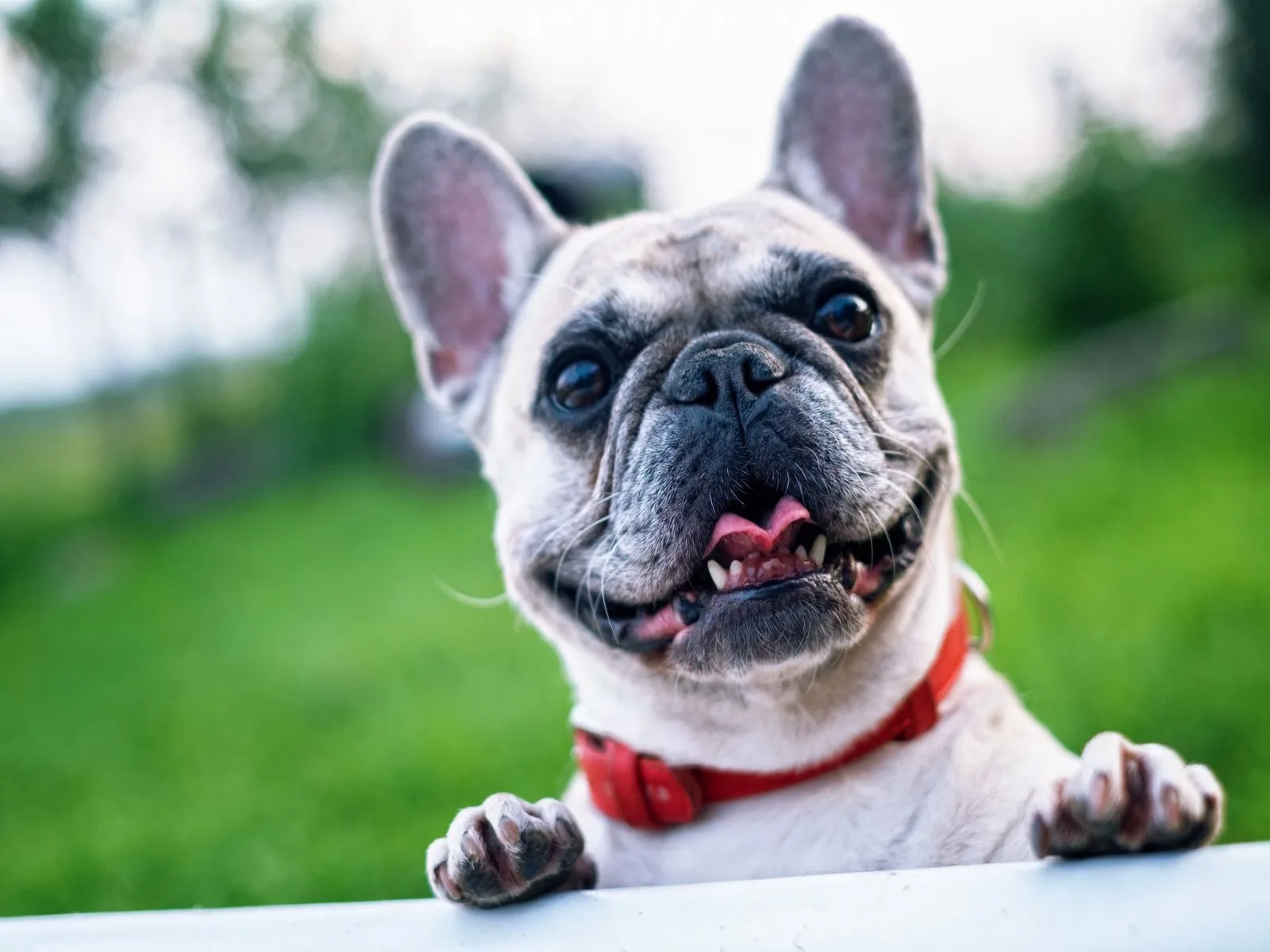 Dog companion representing pet families in Anand