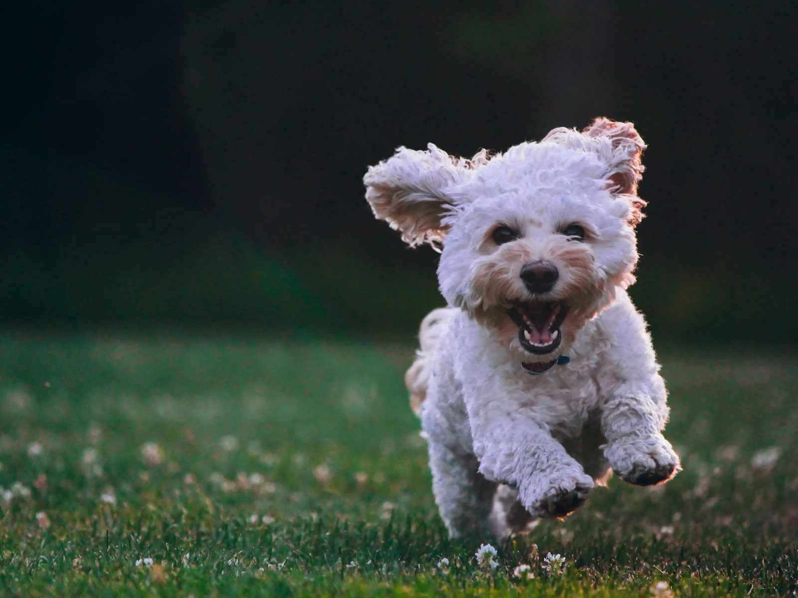 Dog companion representing pet families in Asansol