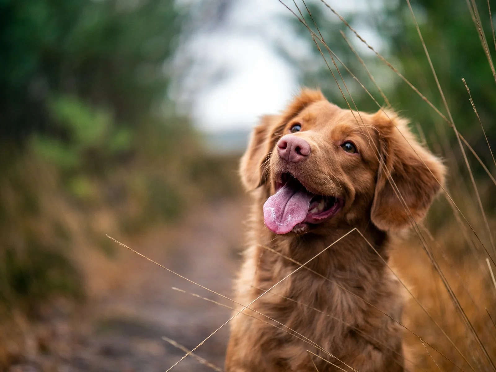 Dog companion representing pet families in Ballari