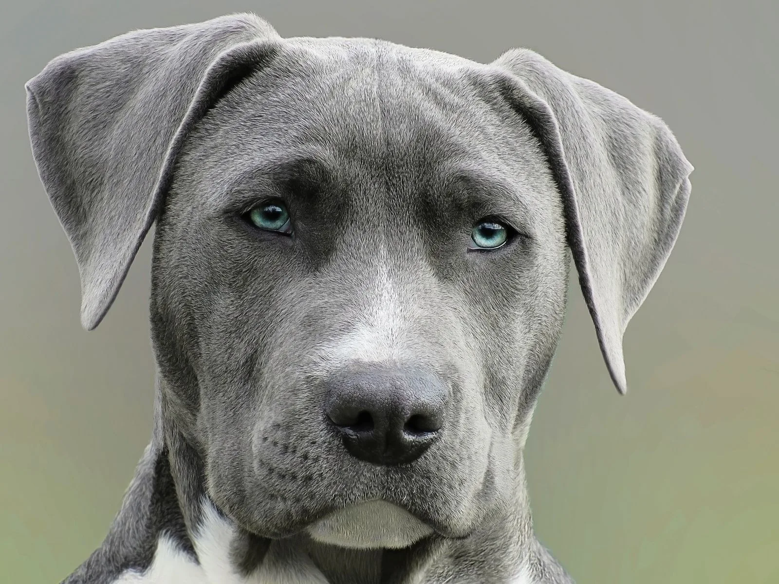 Dog companion representing pet families in Bilaspur