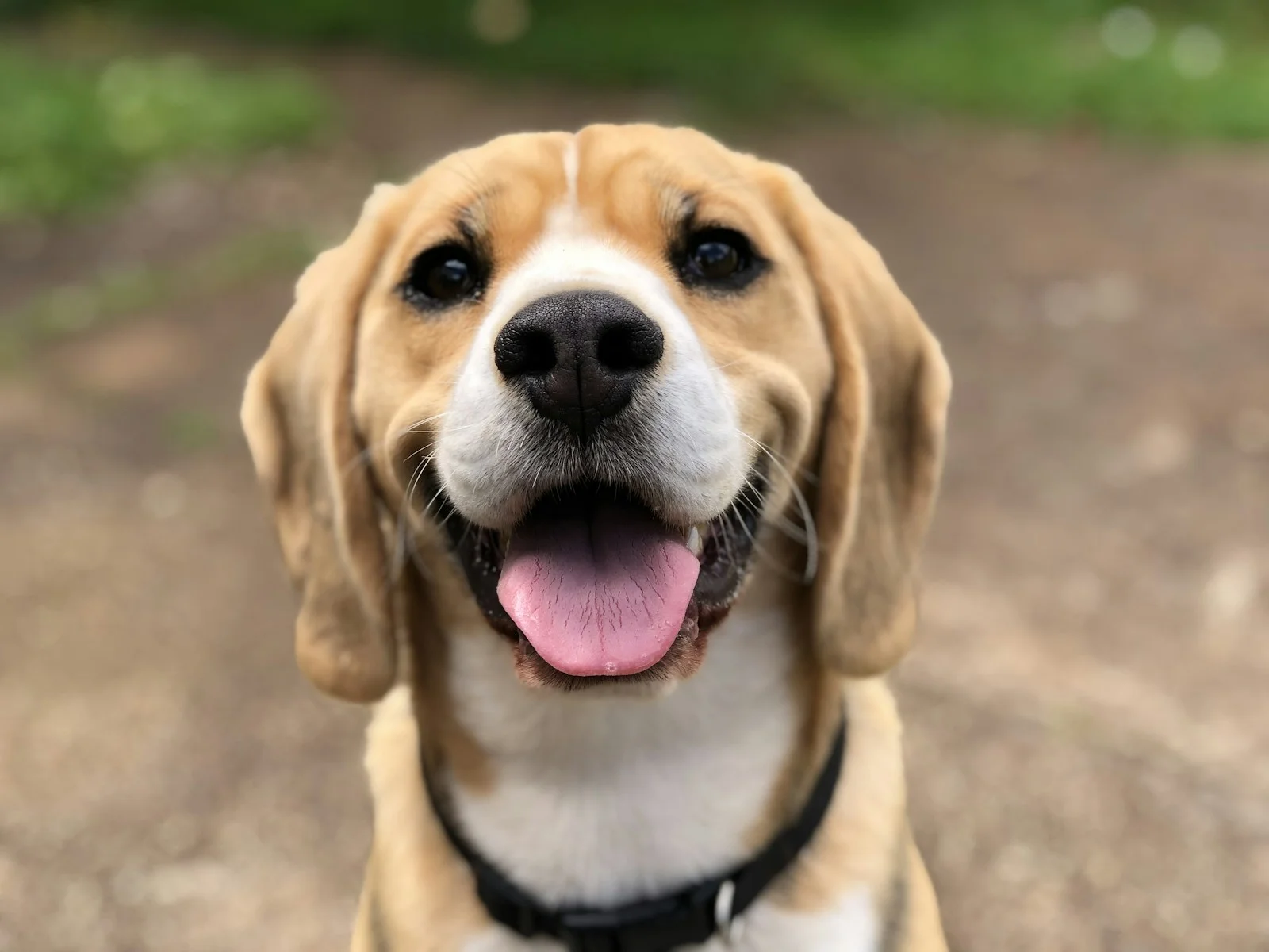 Dog companion representing pet families in Chennai