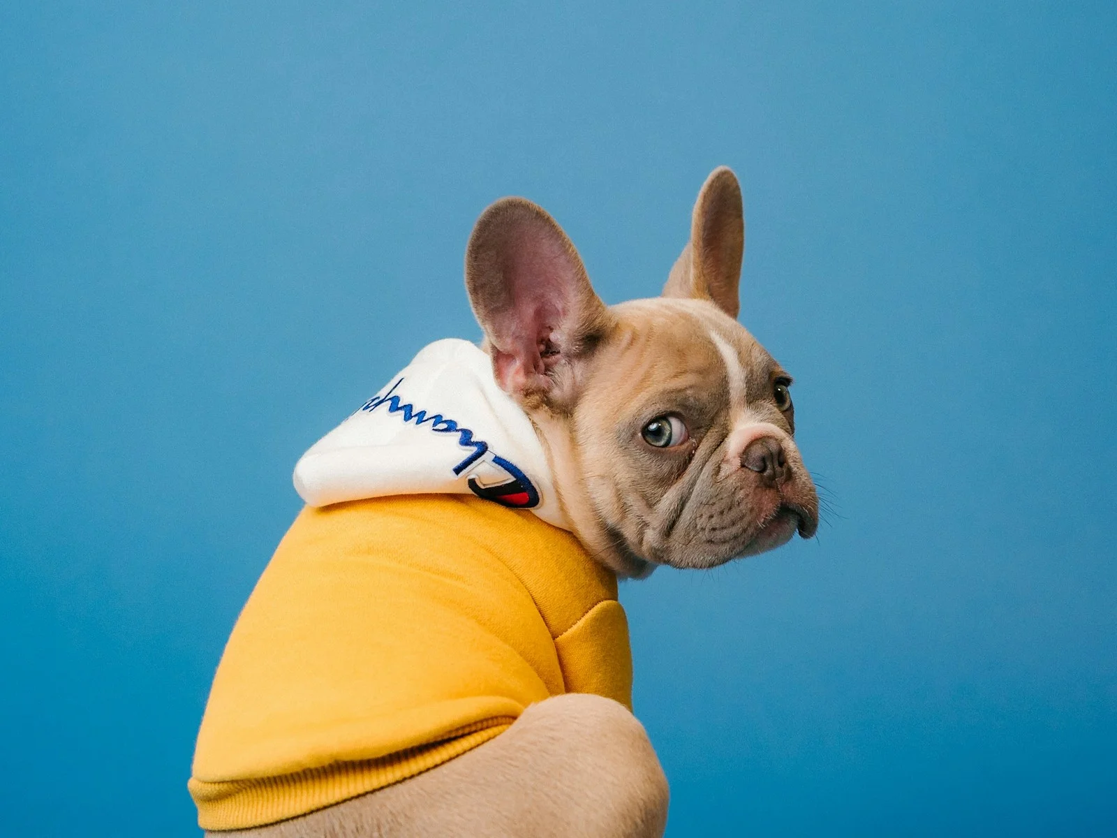 Dog companion representing pet families in Coimbatore