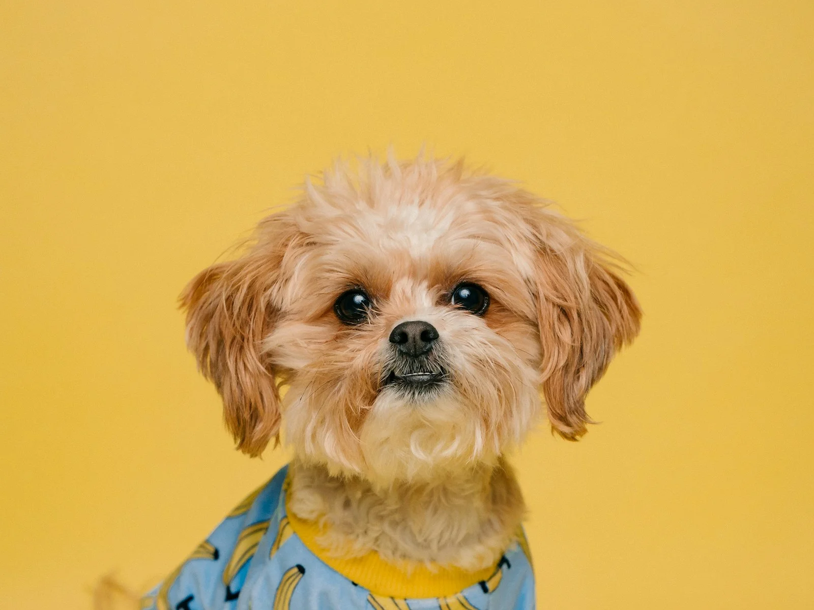 Dog companion representing pet families in Deoghar