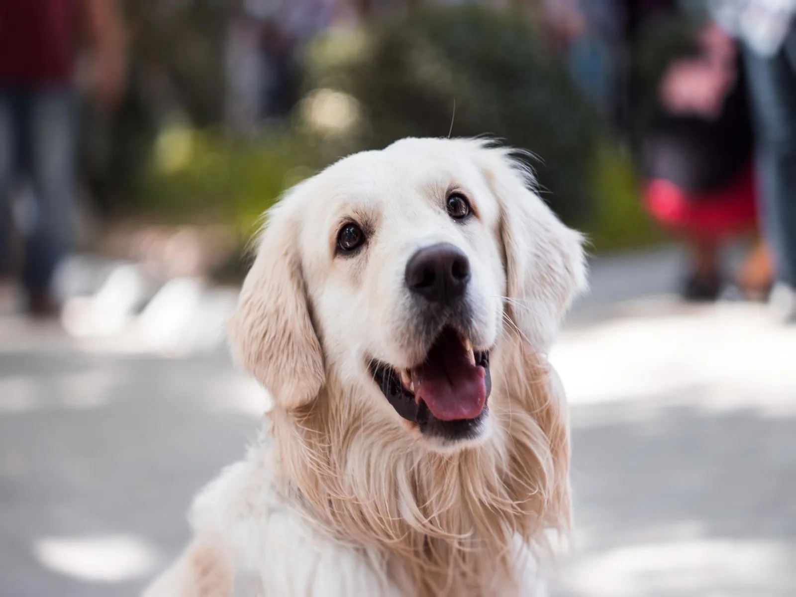 Dog companion representing pet families in Erode