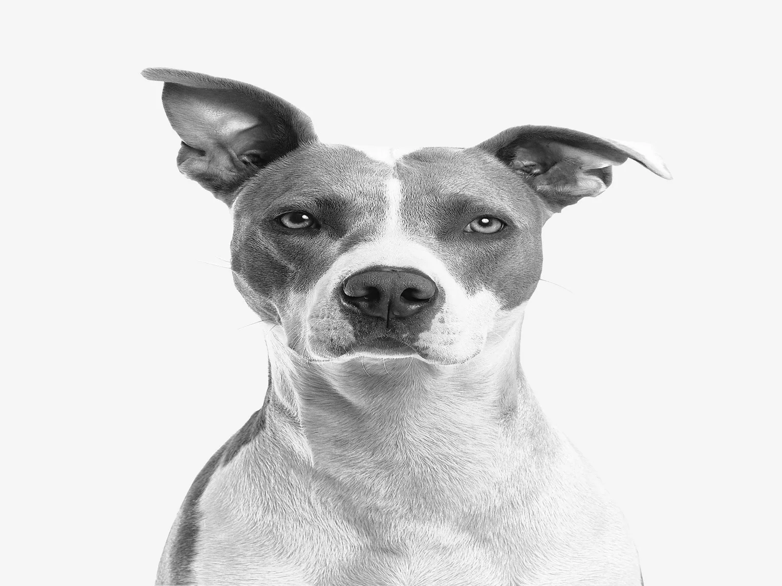Dog companion representing pet families in Firozabad