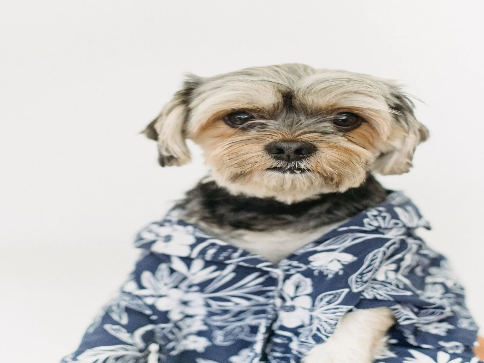 Dog companion representing pet families in Gorakhpur