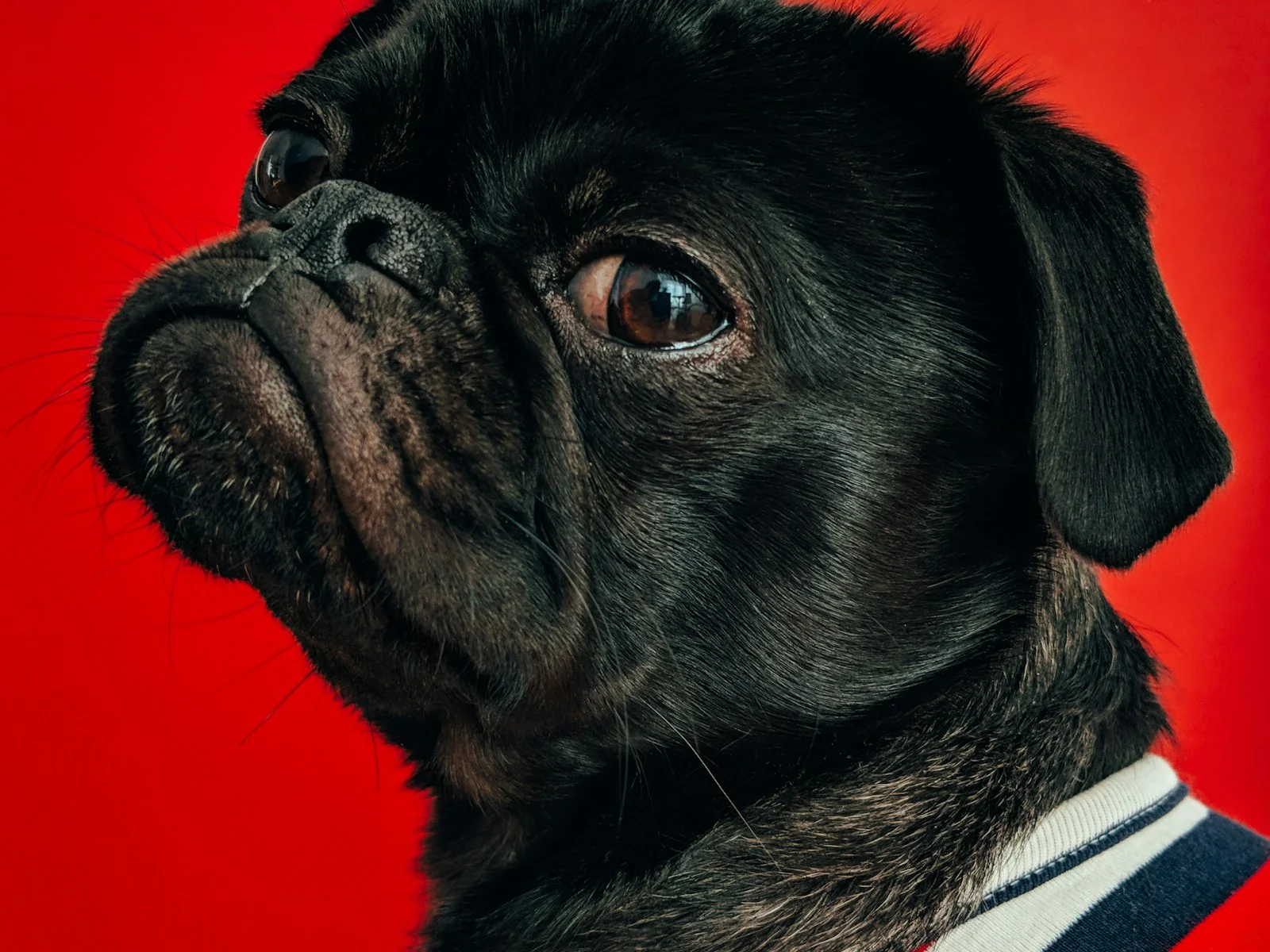 Dog companion representing pet families in Gurugram