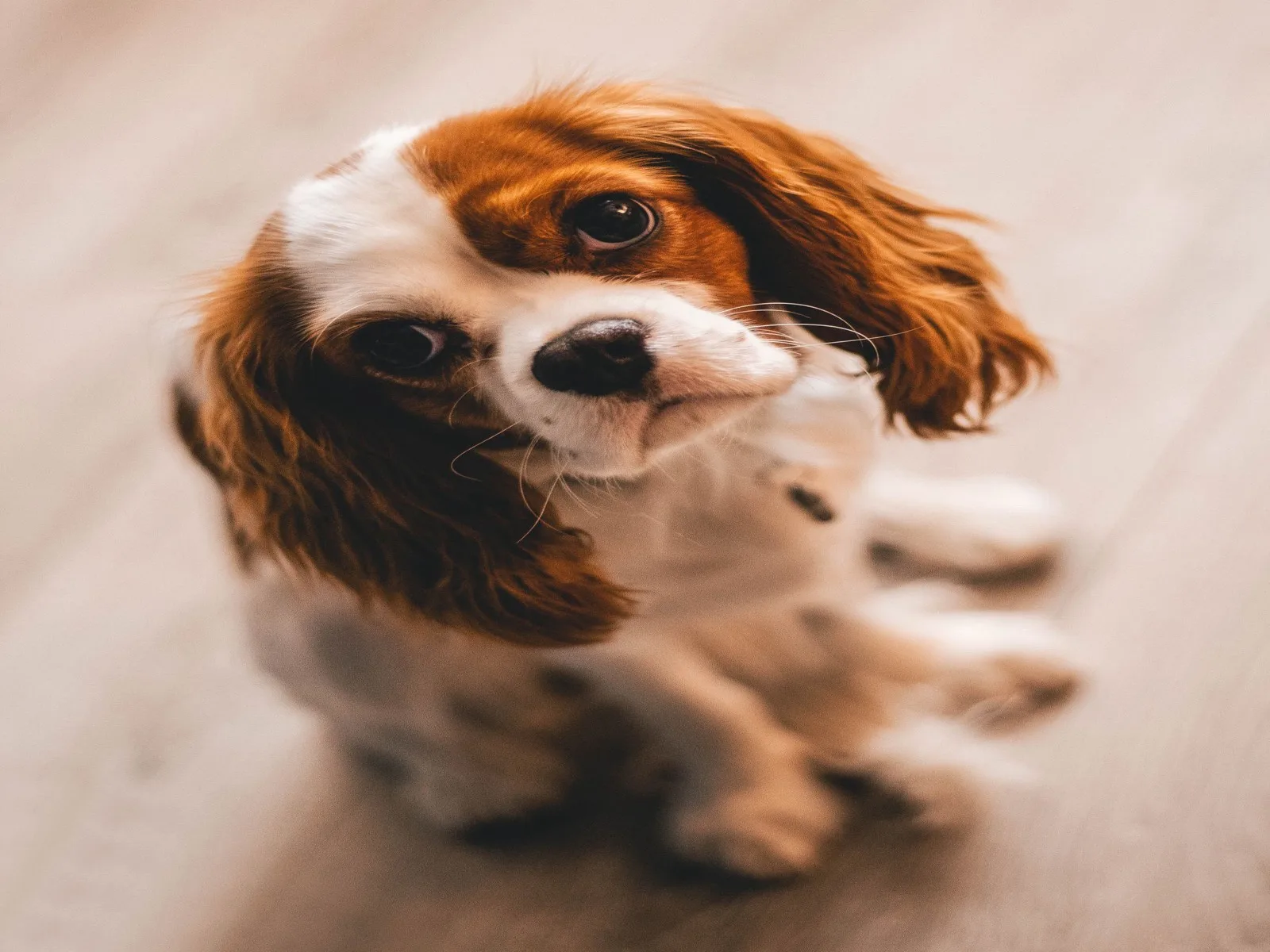Dog companion representing pet families in Haldia