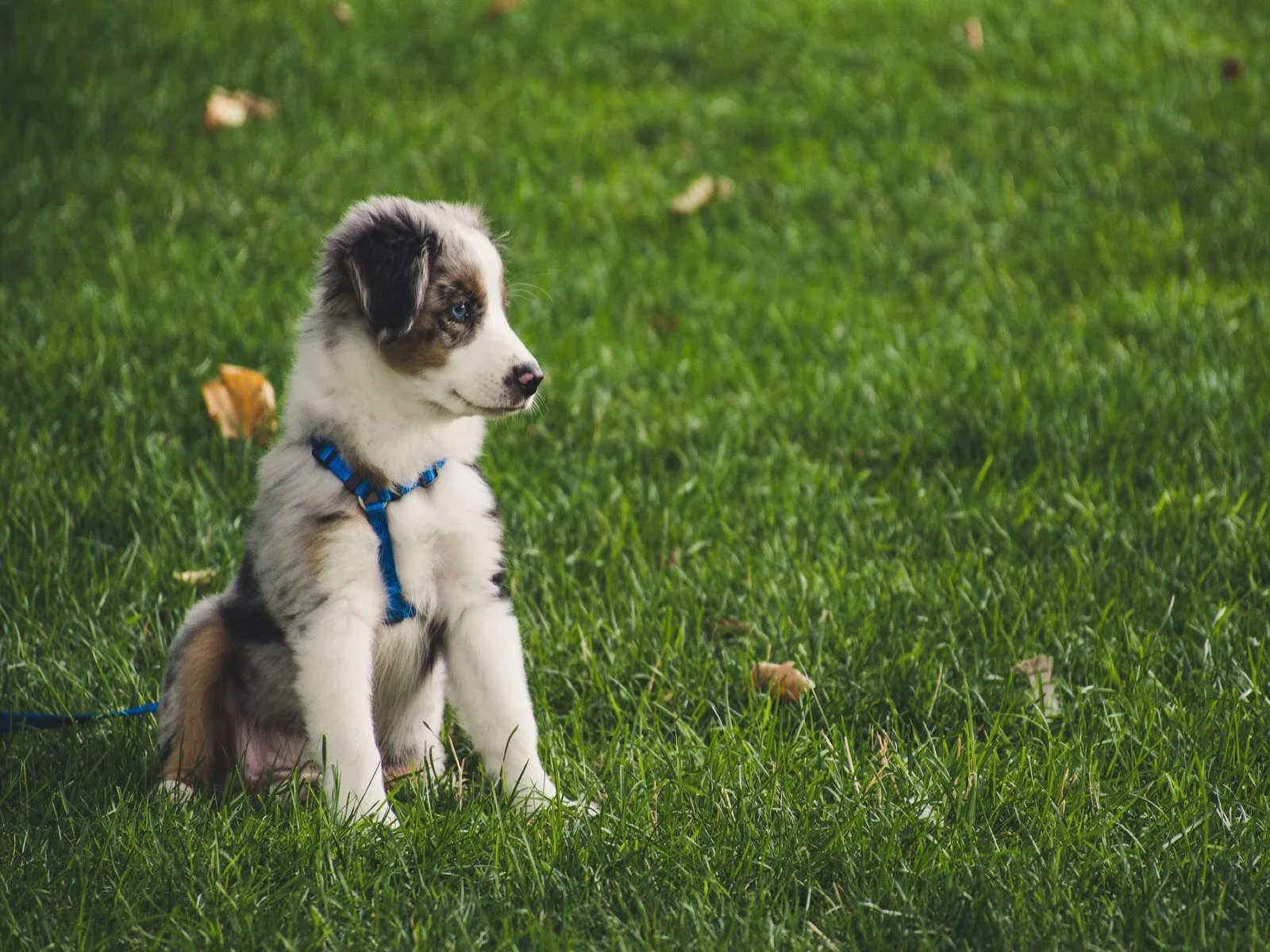 Dog companion representing pet families in Hazaribagh