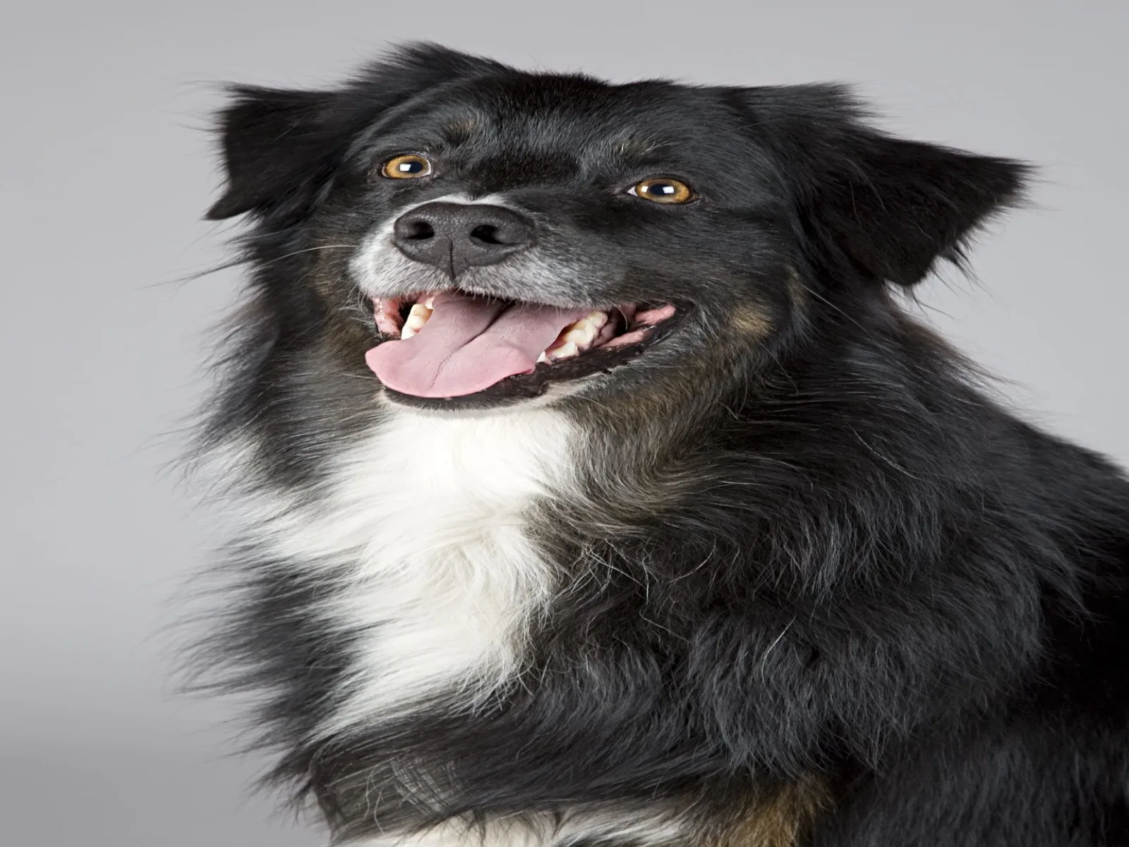 Dog companion representing pet families in Hisar
