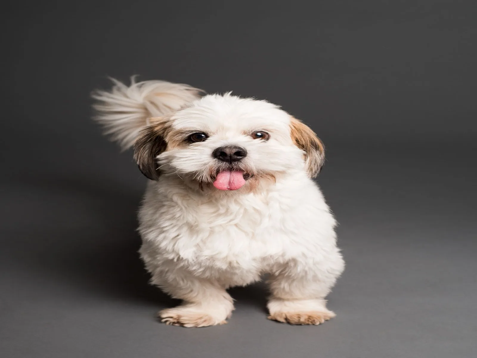 Dog companion representing pet families in Howrah