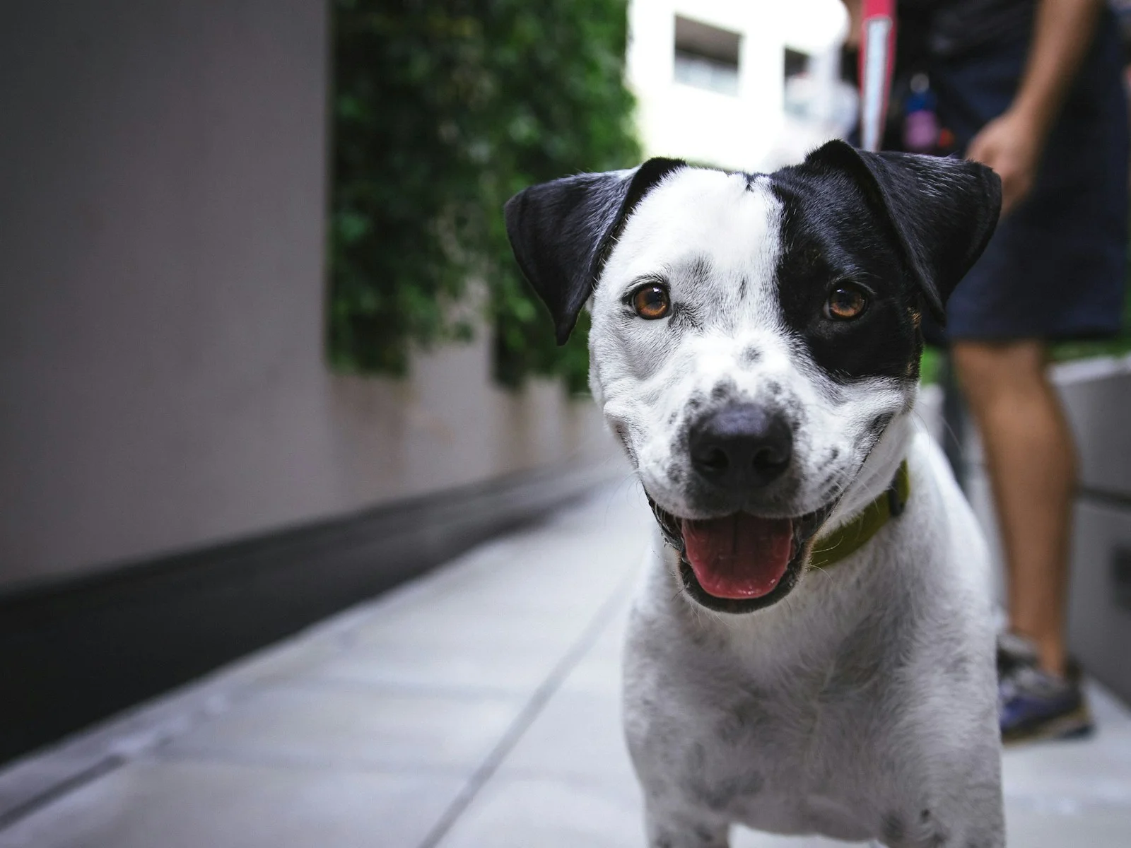 Dog companion representing pet families in Jalgaon