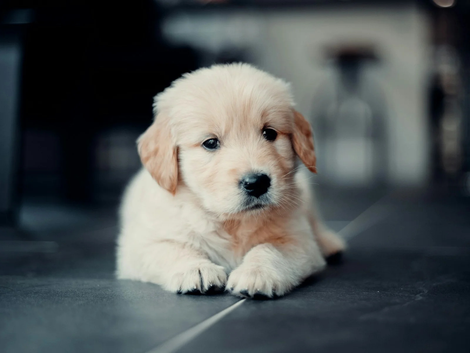Dog companion representing pet families in Malda