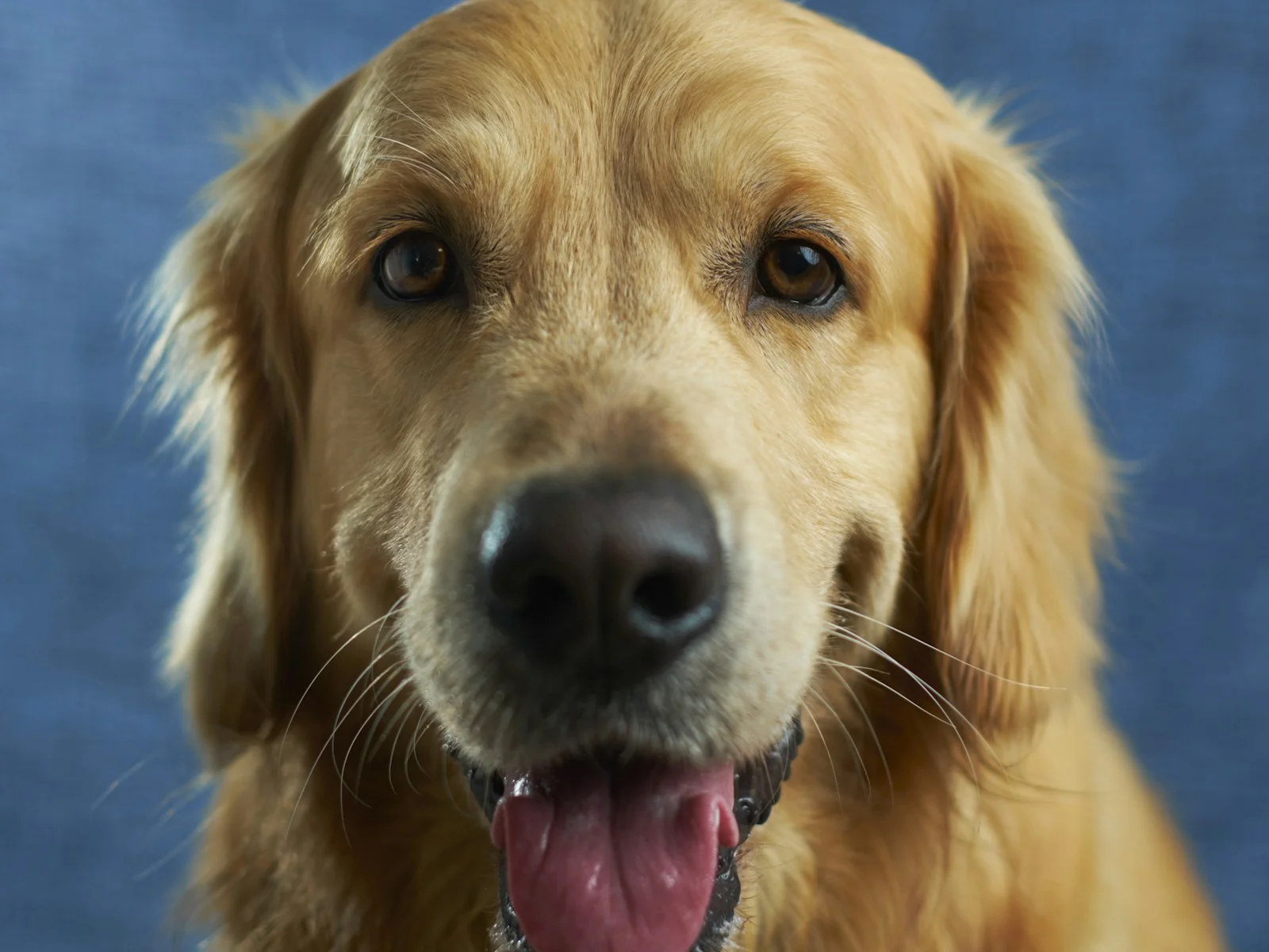 Dog companion representing pet families in Mapusa