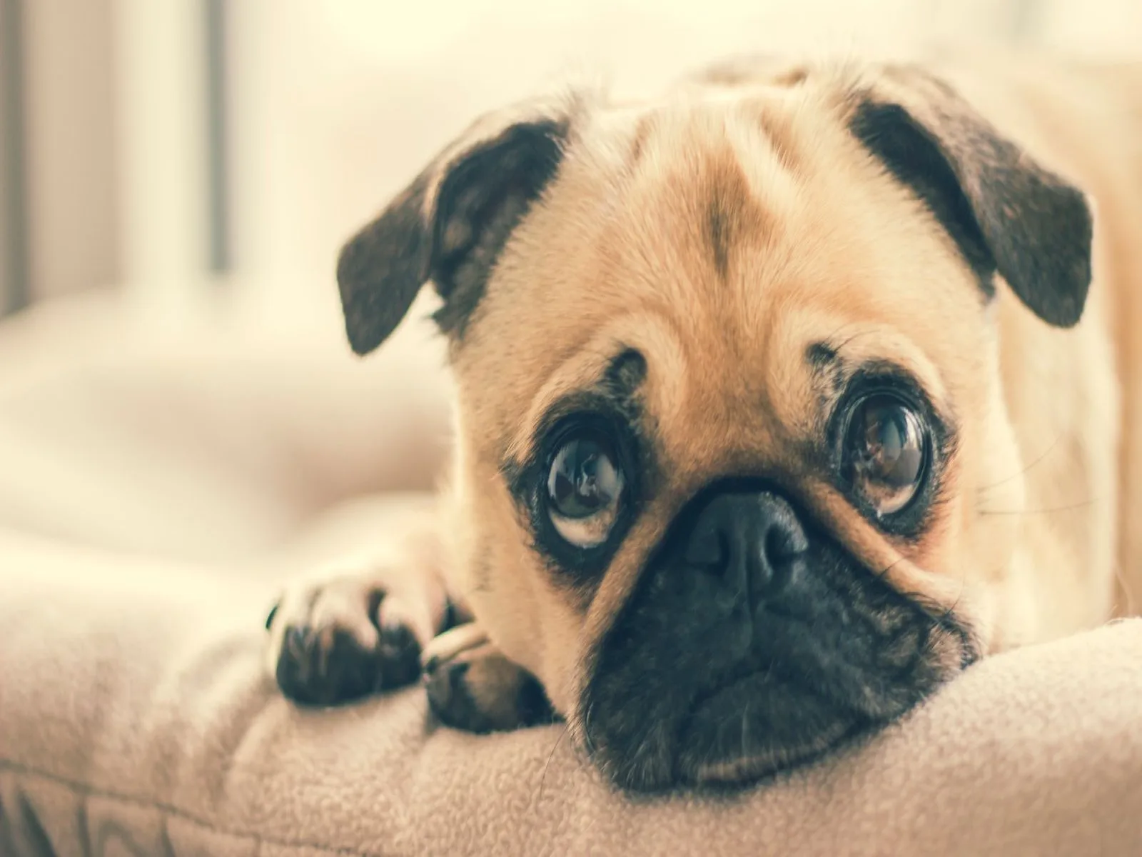 Dog companion representing pet families in Mathura