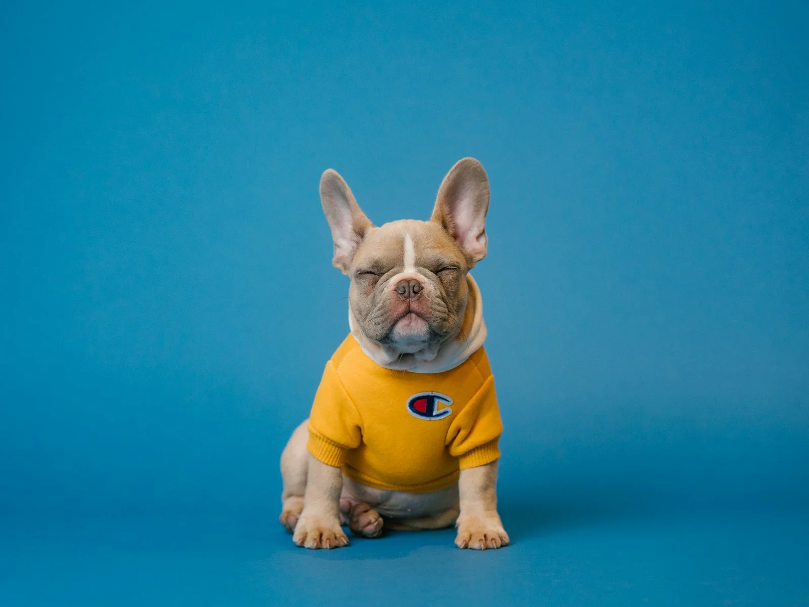 Dog companion representing pet families in Moradabad