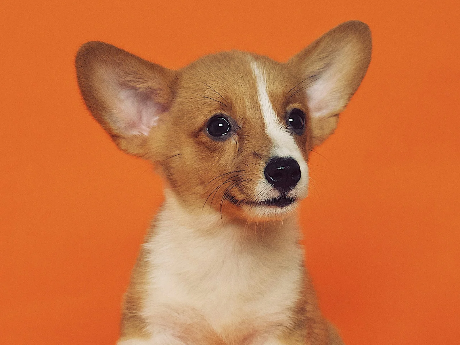 Dog companion representing pet families in Noida