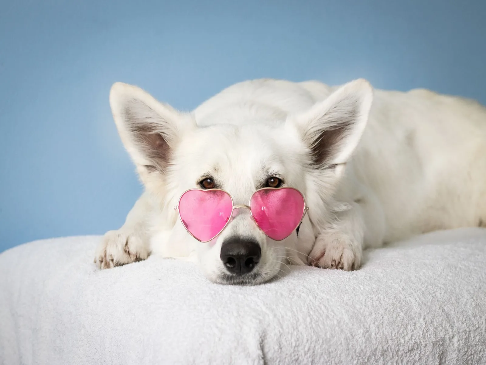 Dog companion representing pet families in Ranchi