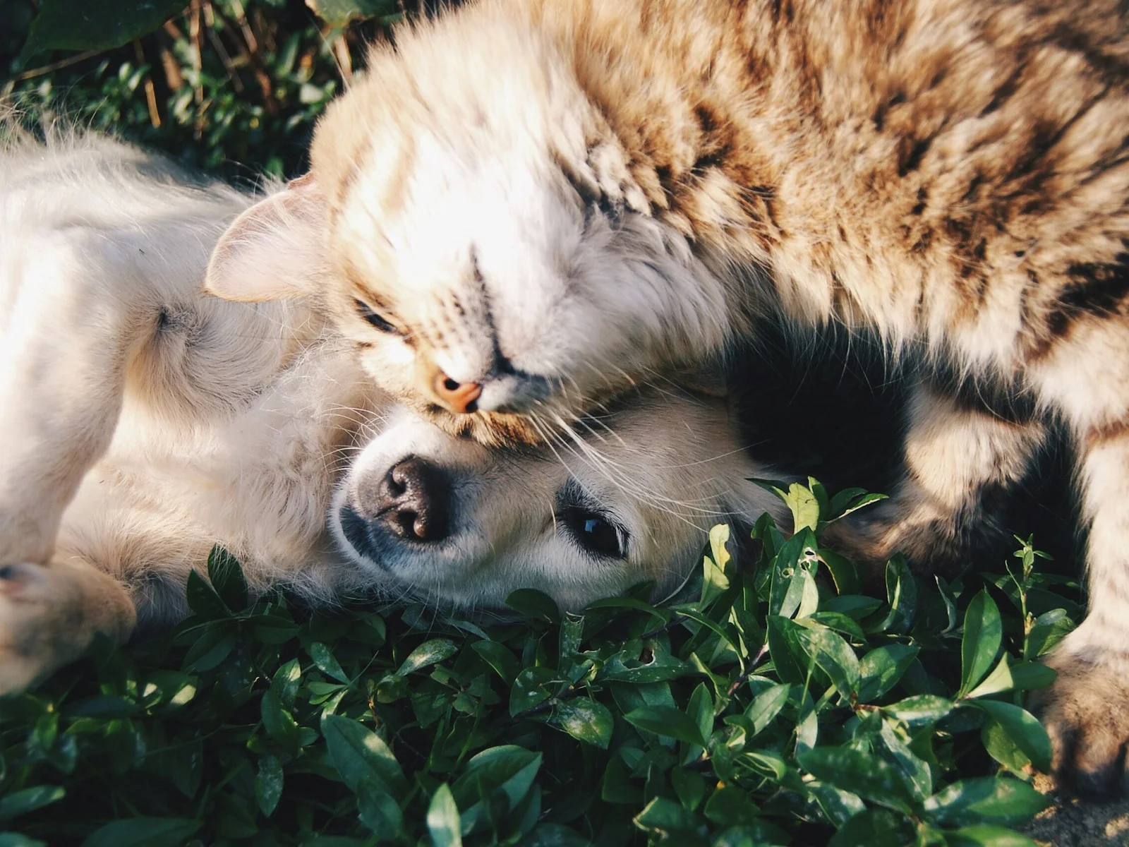 Dog companion representing pet families in Sagar