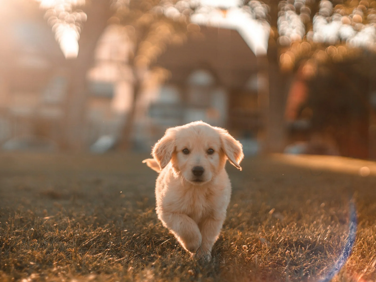Dog companion representing pet families in Sangli
