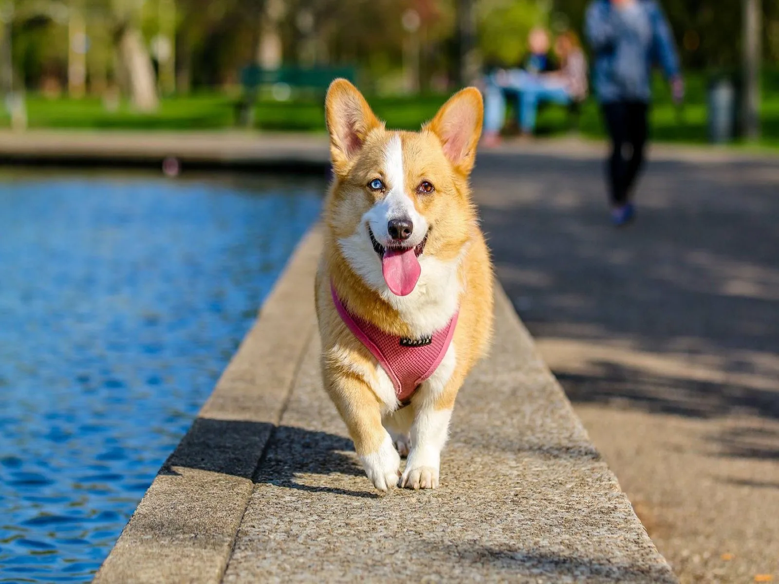 Dog companion representing pet families in Siddipet