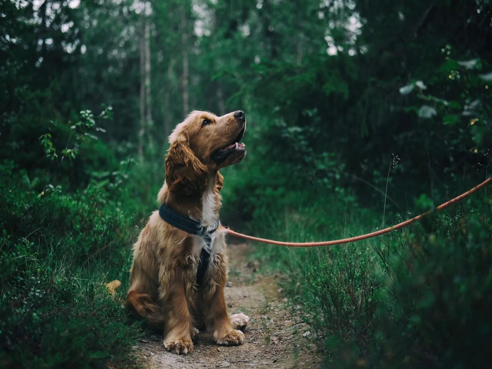 Dog companion representing pet families in Tirupati