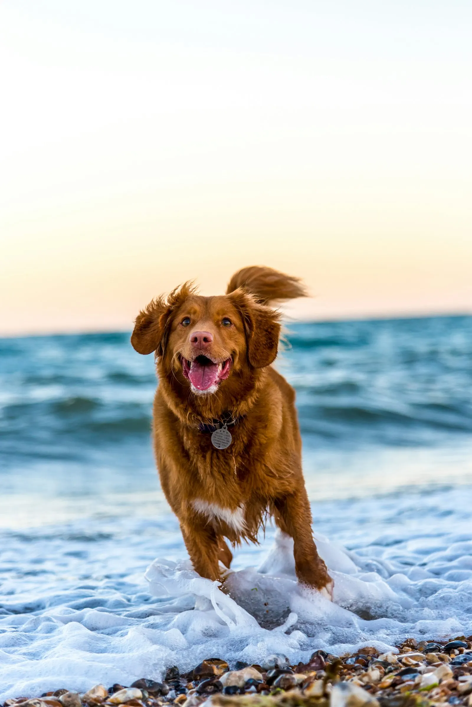 Large energetic dog running in a field