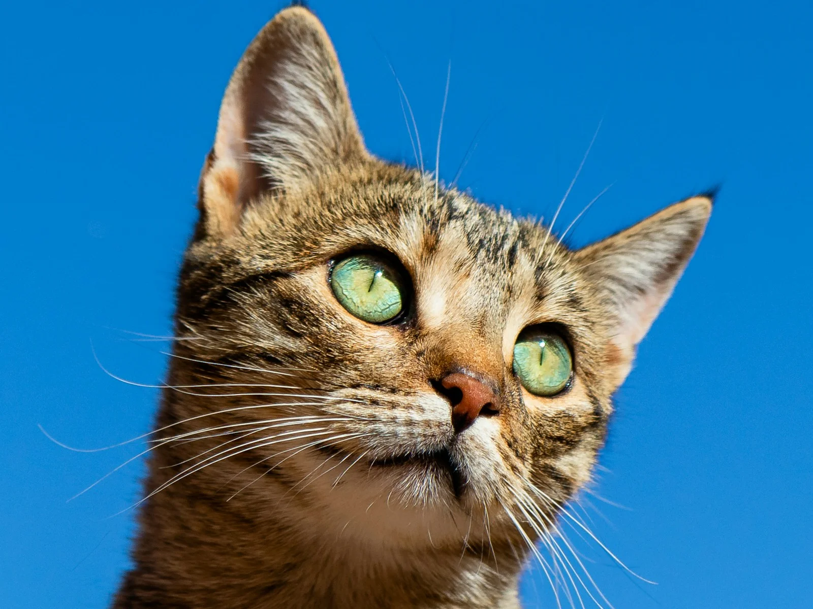Longhair cat outdoors