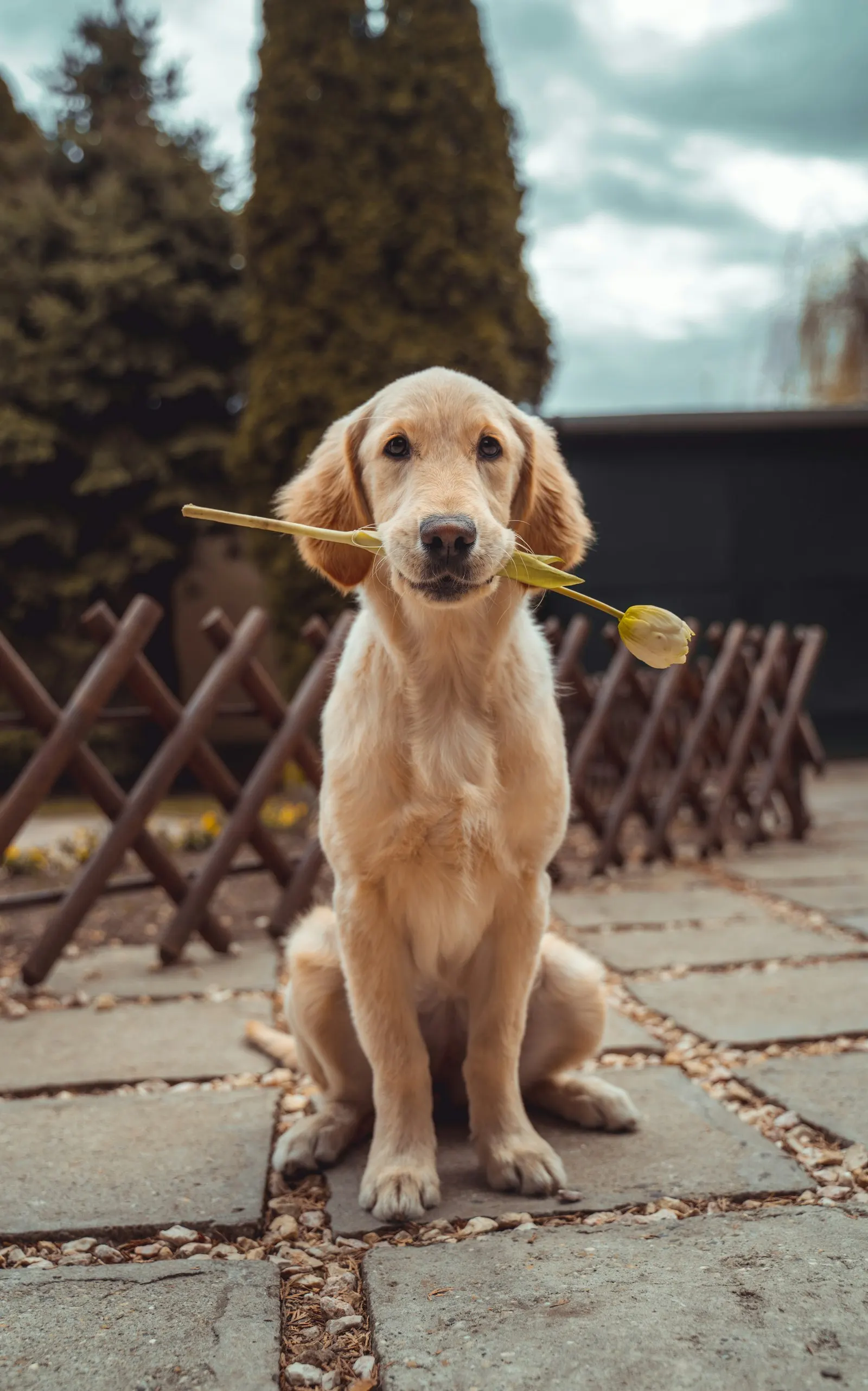 Medium-sized dog looking toward camera
