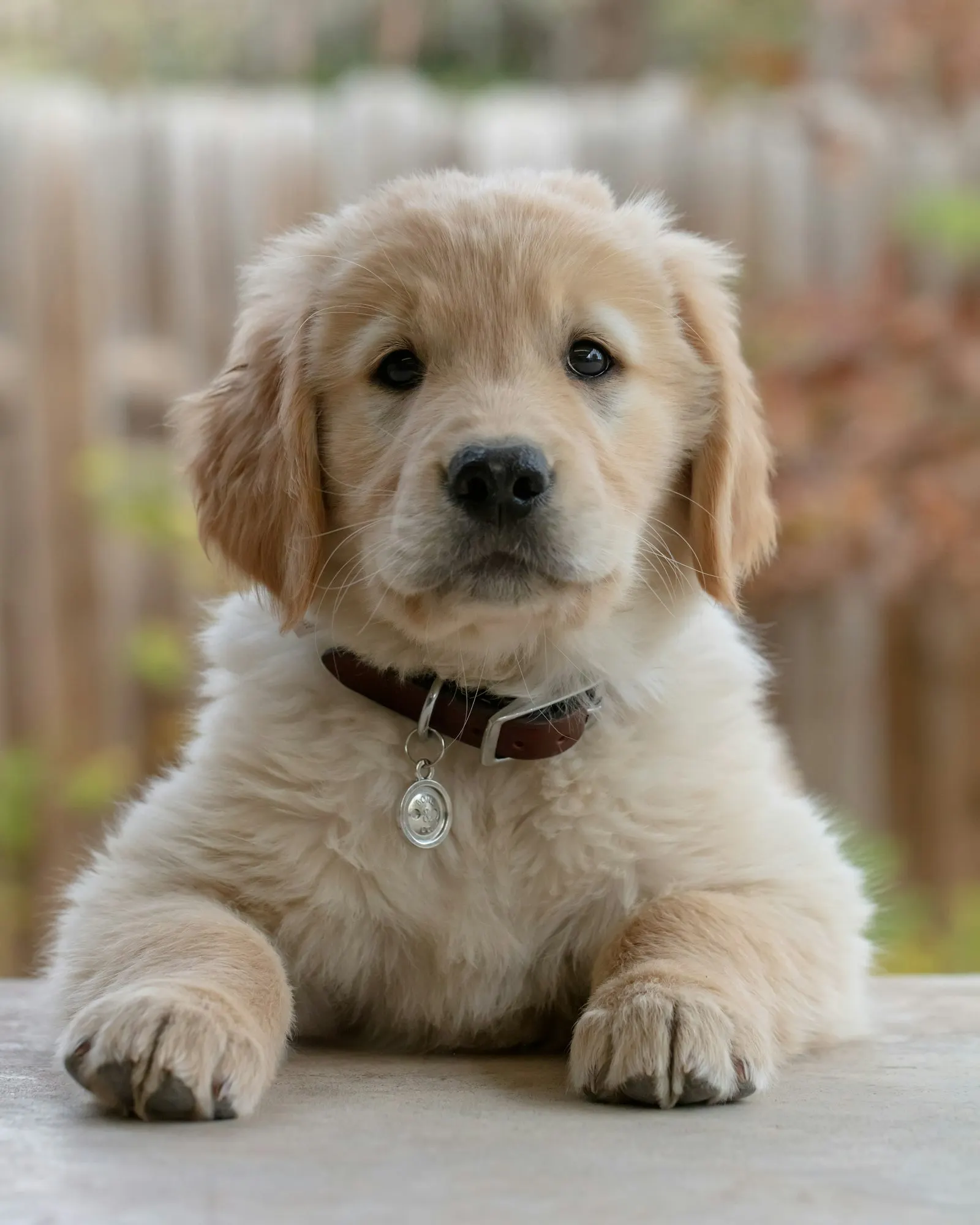 Golden puppy sitting indoors with a collar