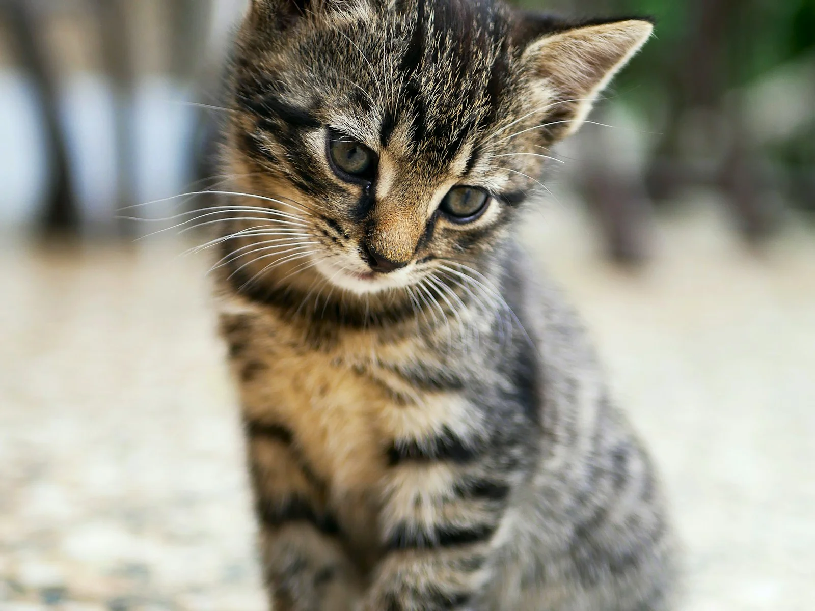 Shorthair cat resting