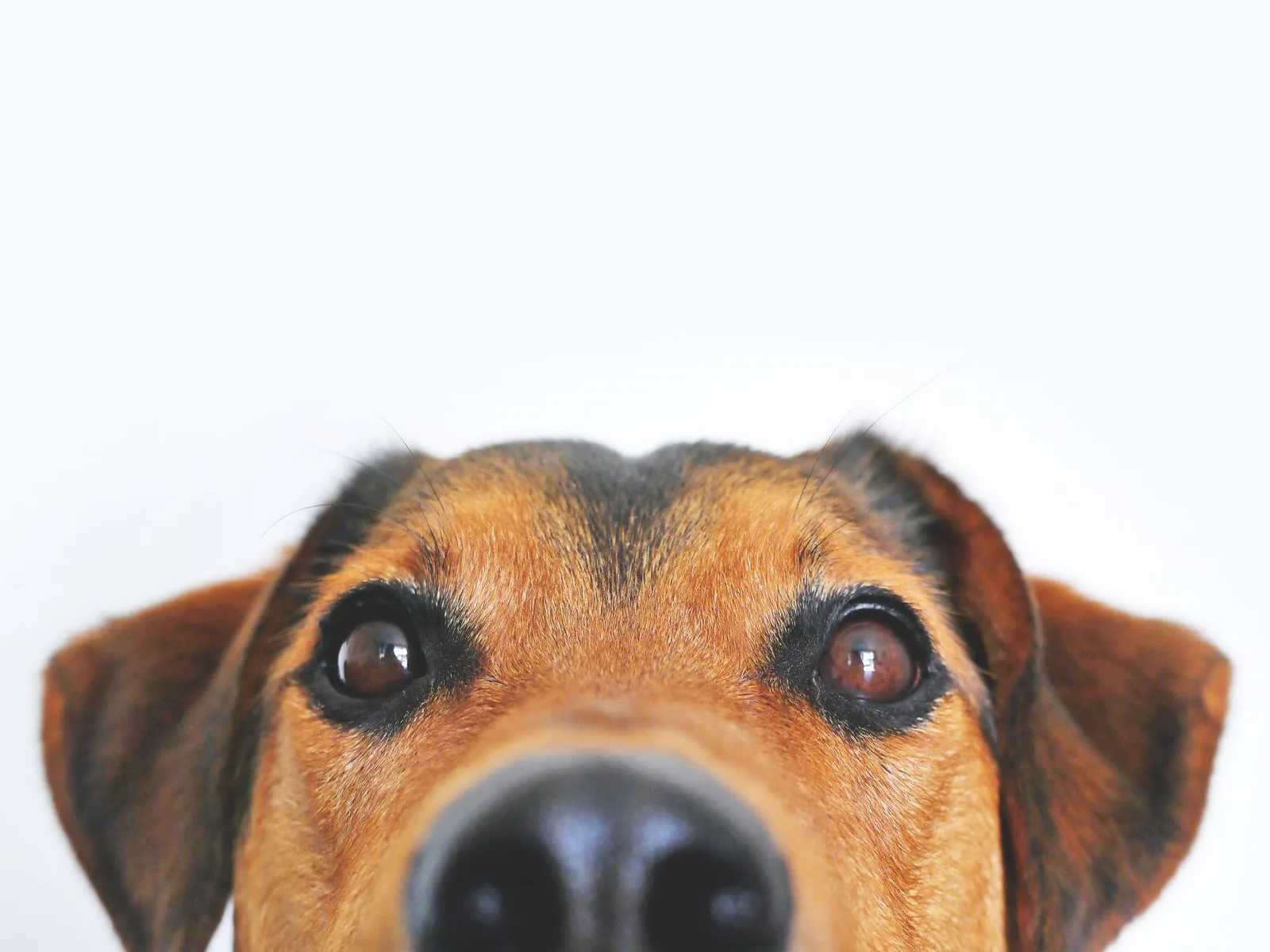 Dog companion representing pet families in Assam