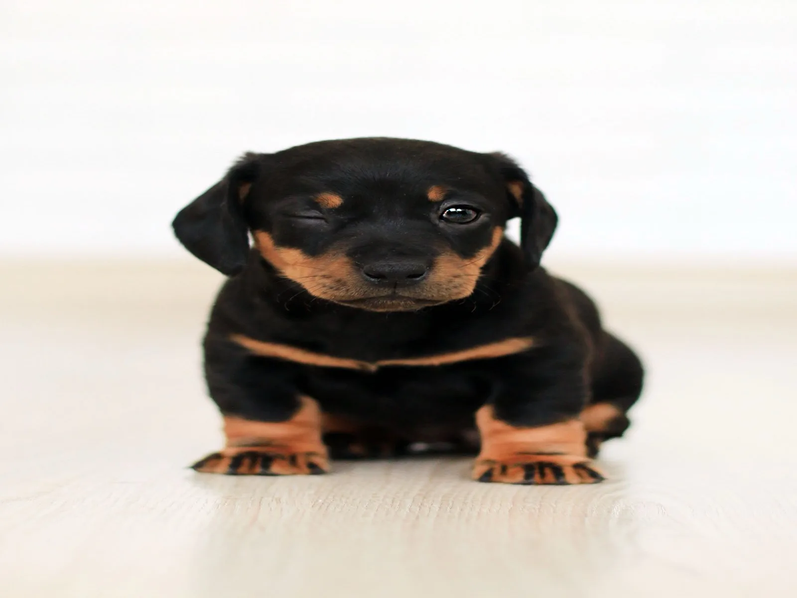 Dog companion representing pet families in Bihar