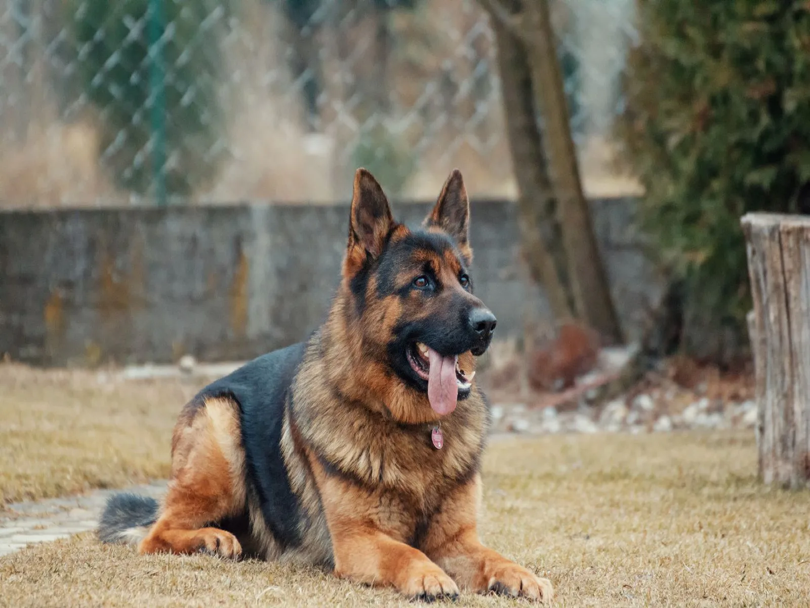 Dog companion representing pet families in Delhi NCR