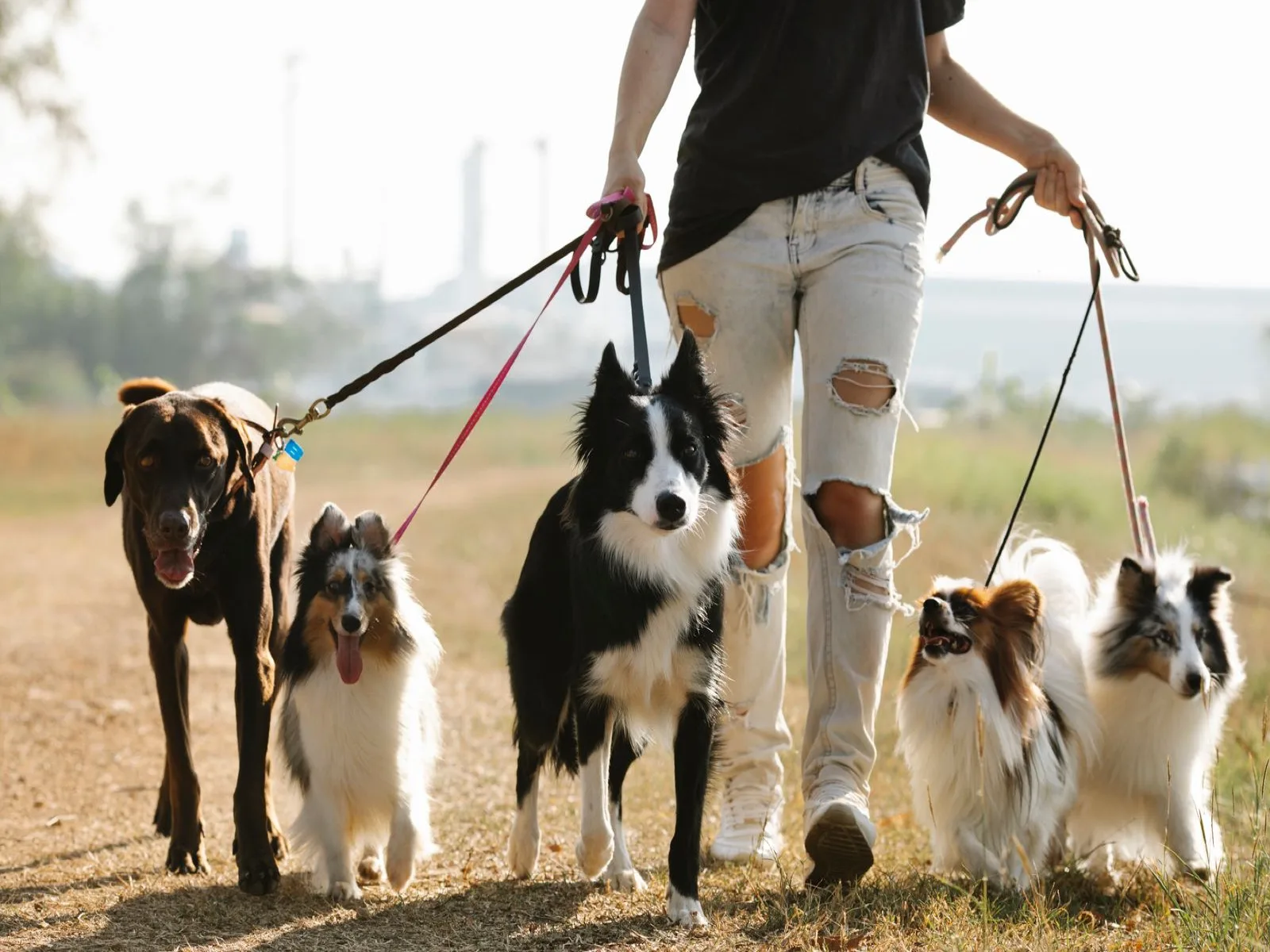 Dog companion representing pet families in Jammu & Kashmir