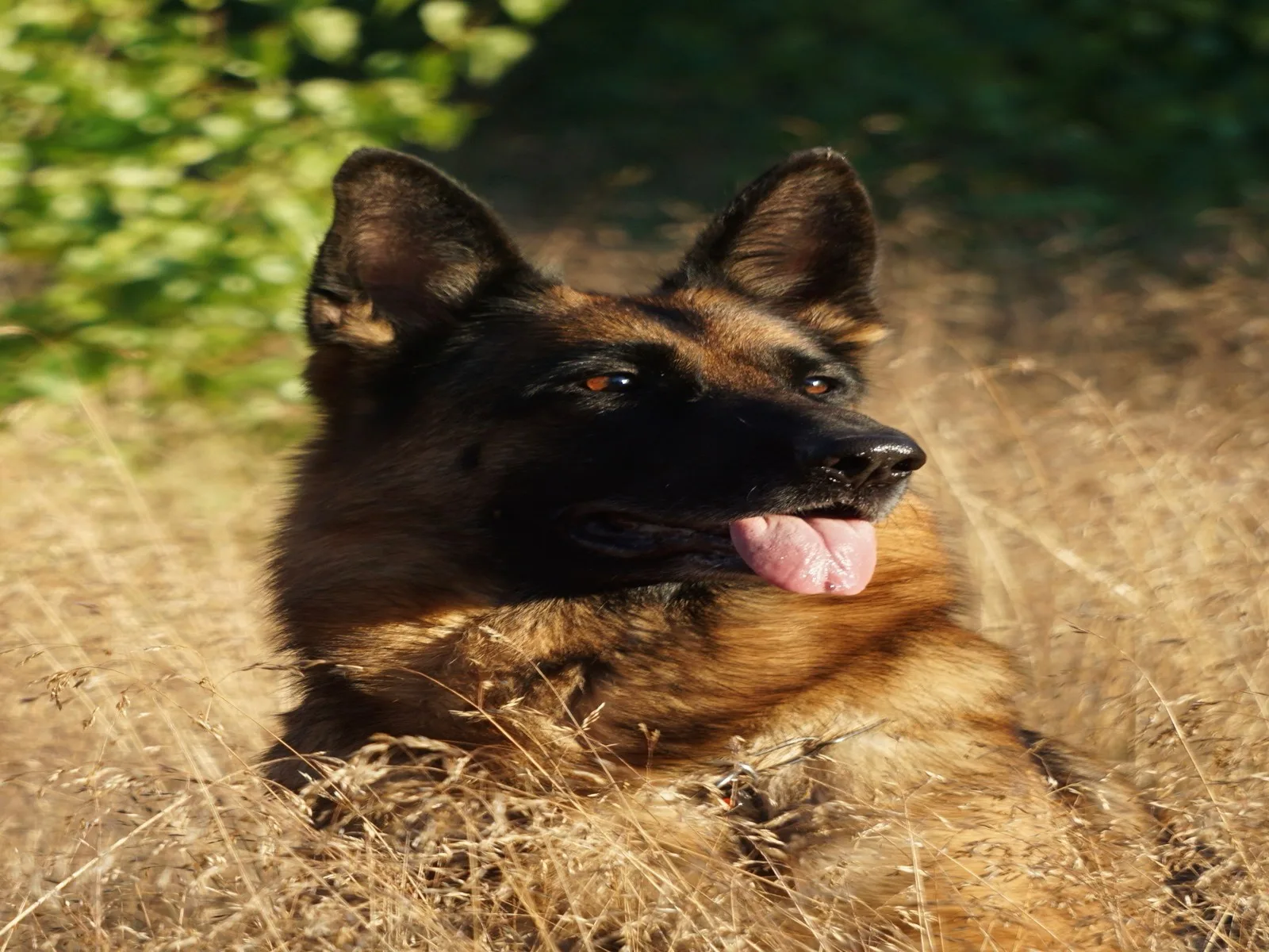 Dog companion representing pet families in Jharkhand