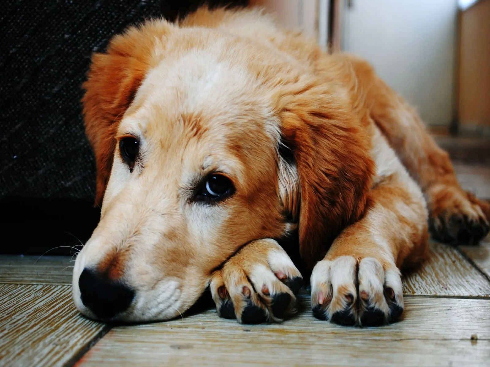 Dog companion representing pet families in Karnataka