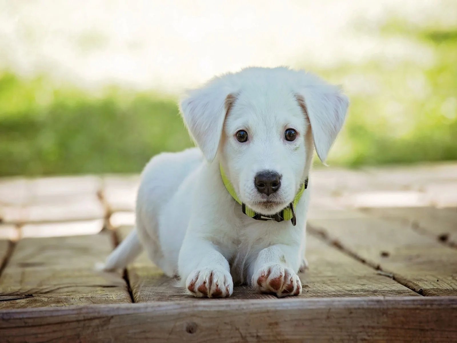 Dog companion representing pet families in Madhya Pradesh