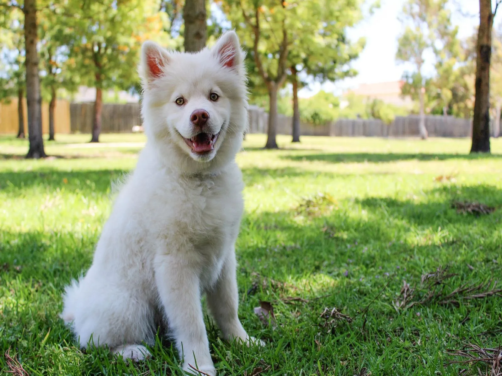 Dog companion representing pet families across Indian states