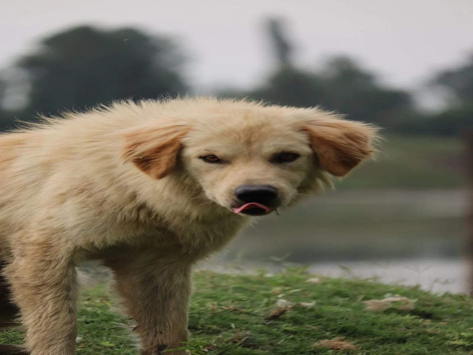 Dog companion representing pet families in Odisha