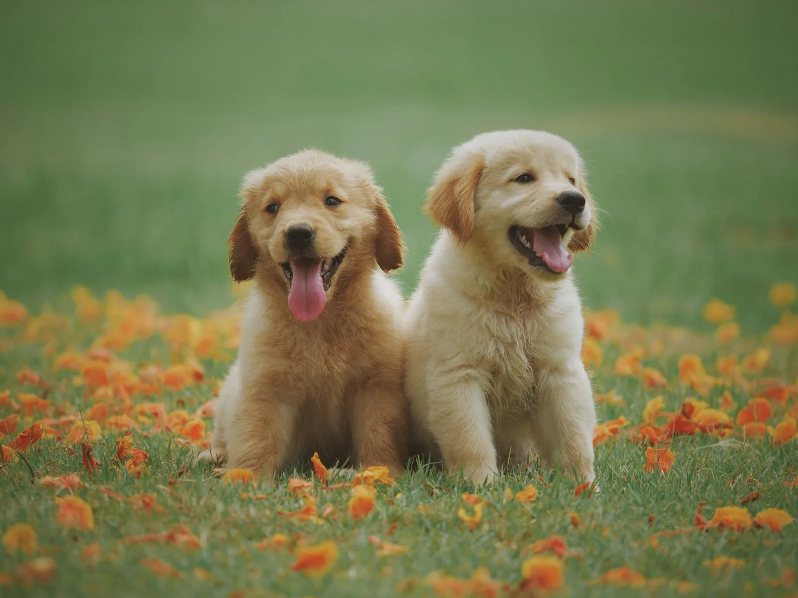 Dog companion representing pet families in Punjab